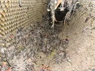 Fouling